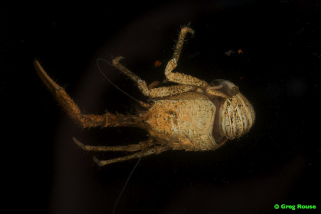 A galatheid crab at a hydrothermal vent.