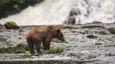 A young brown bear fishing for salmon in the Tongass National Forest's Freshwater Bay creek.