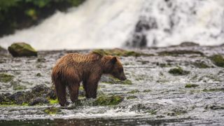 A young brown bear fishing for salmon in the Tongass National Forest's Freshwater Bay creek.