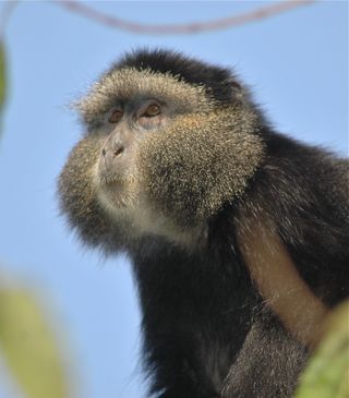 Blue Monkey Female