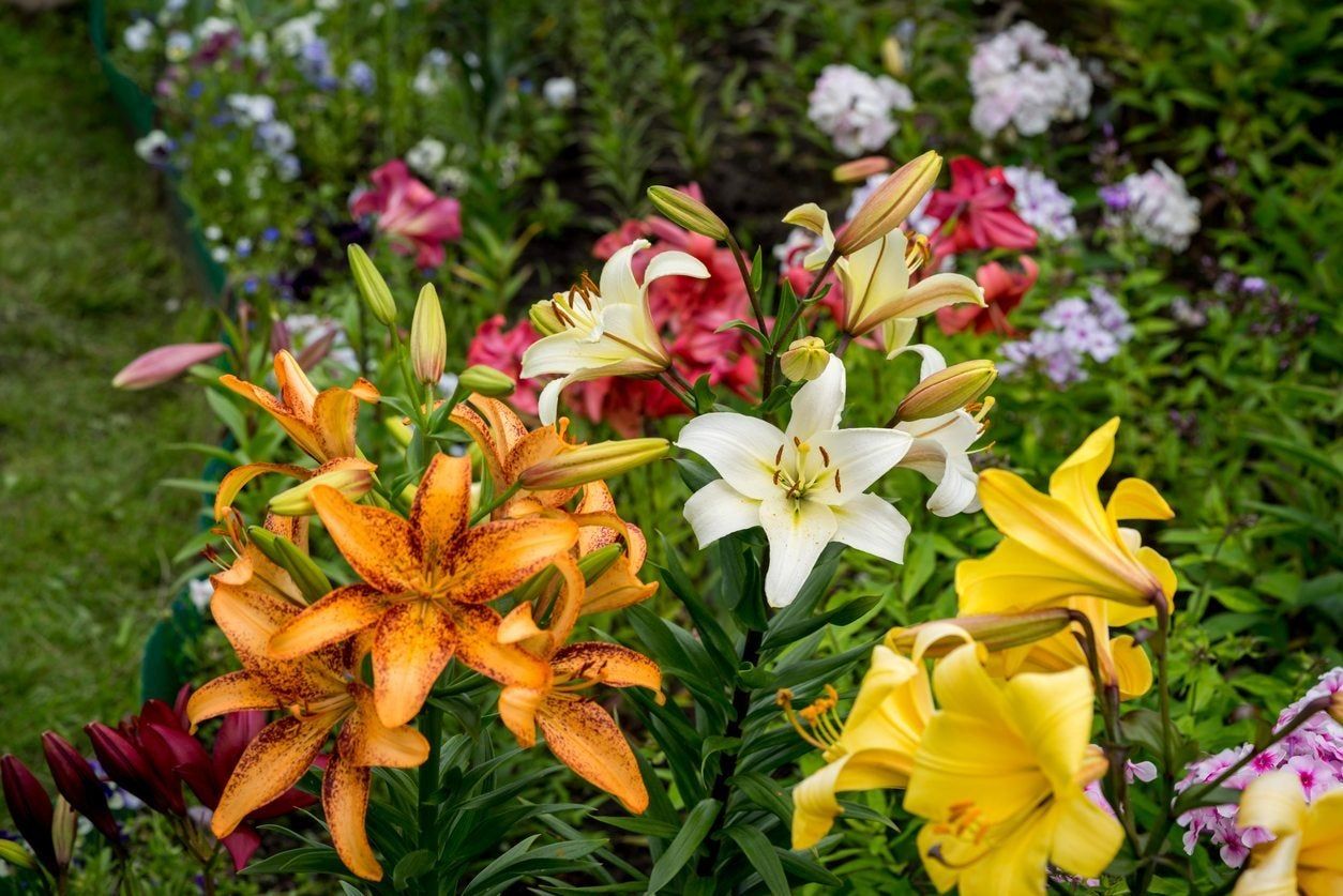 Lily Flowers In The Garden