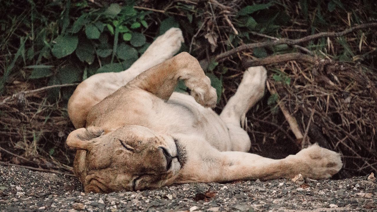 Azura Selous, Tanzania