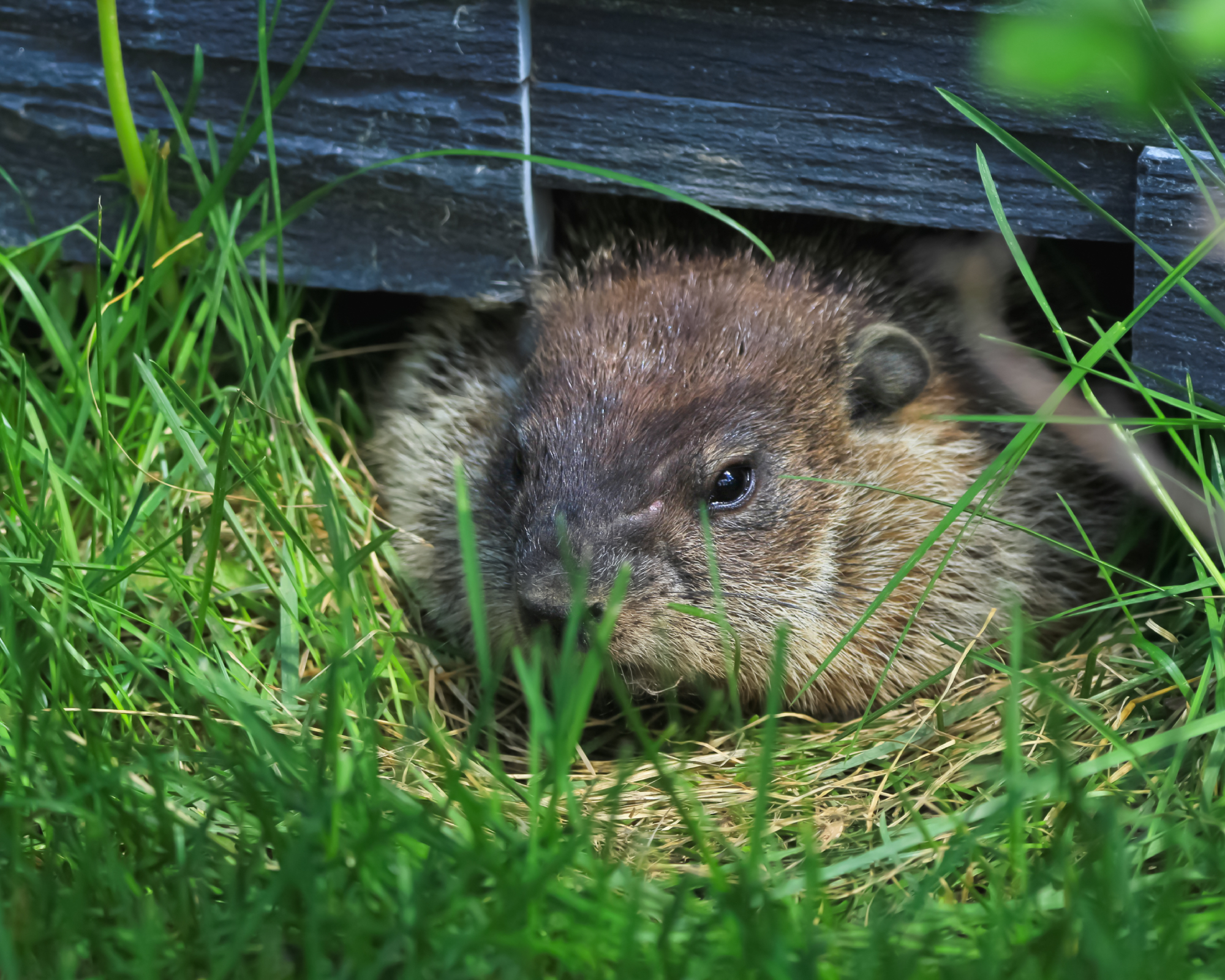 Grumpy groundhog is hiding in green grass under the house deck in summer.