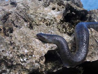This Erabu sea krait, Laticauda semifasciata, was photographed on Orchid Island, Taiwan. The dimpled appearance of the scales indicates dehydration.