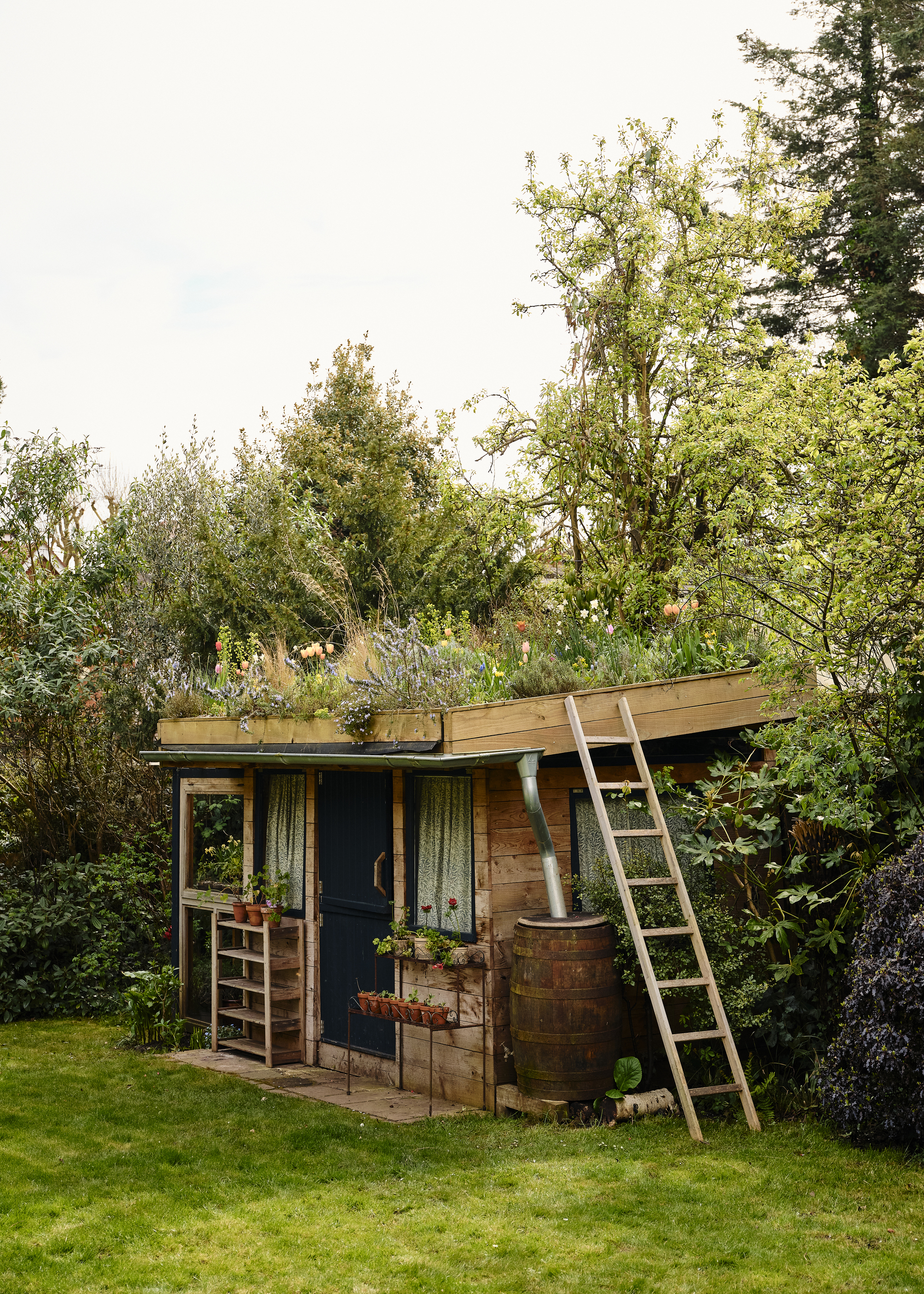 A garden shed on a lawn with a green roof of plants
