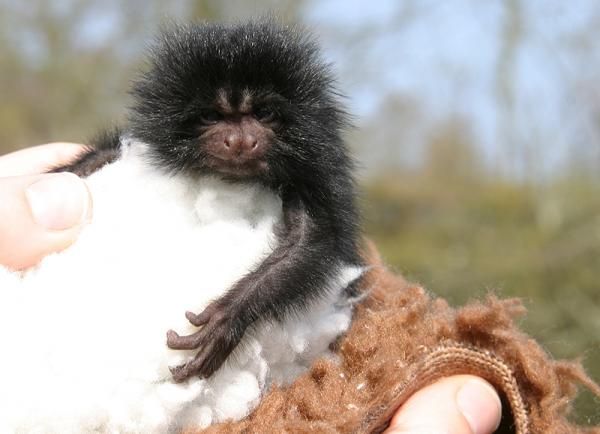 baby-tamarin-110517