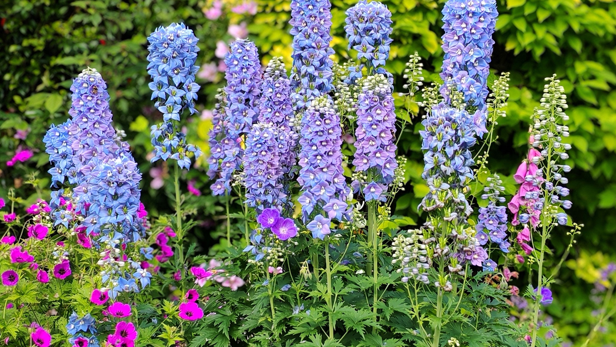 tall pale blue delphiniums growing in garden border with other flowers