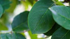 close-up of yerba mate leaf on tree