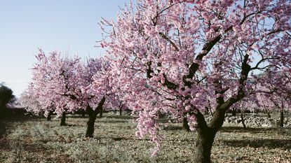 Almond tree in an orchard with pink blossom
