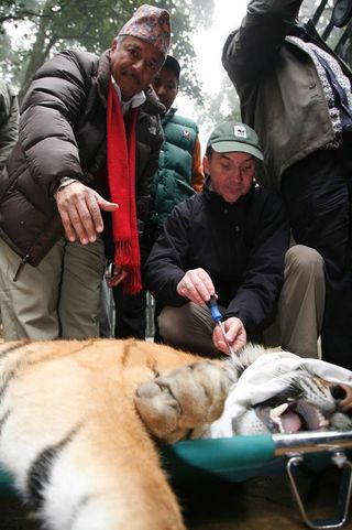 Wild tiger is tranquilized for its trip to its new home.