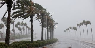 Palm trees blow in the wind from Hurricane Ian on September 28, 2022 in Sarasota, Florida.