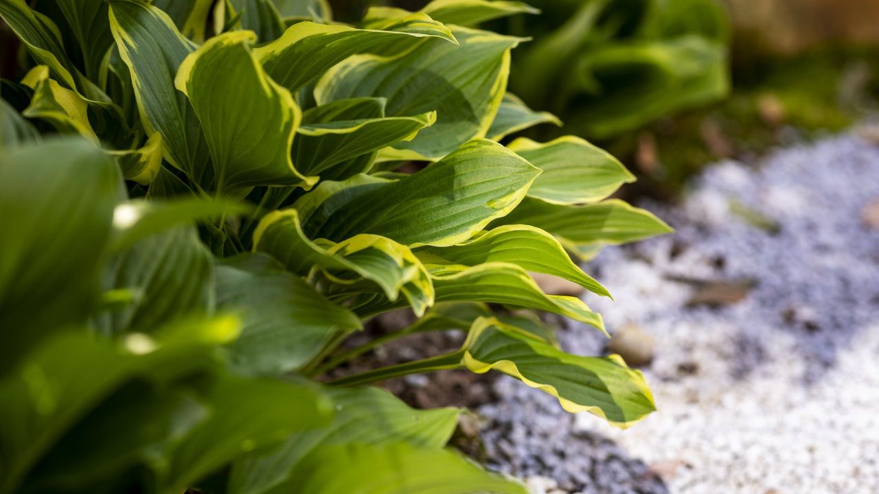 close up of hosta giboshi leaf sprouts