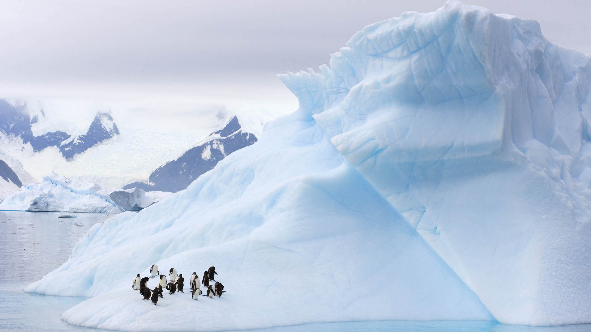 Gentoo and chinstrap penguins hang out on an iceberg Western Antarctic.