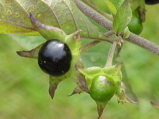 The berries of the Deadly Nightshade plant, seen here, are thought to explain the behavior of a German monk who was found stumbling naked through a forest.