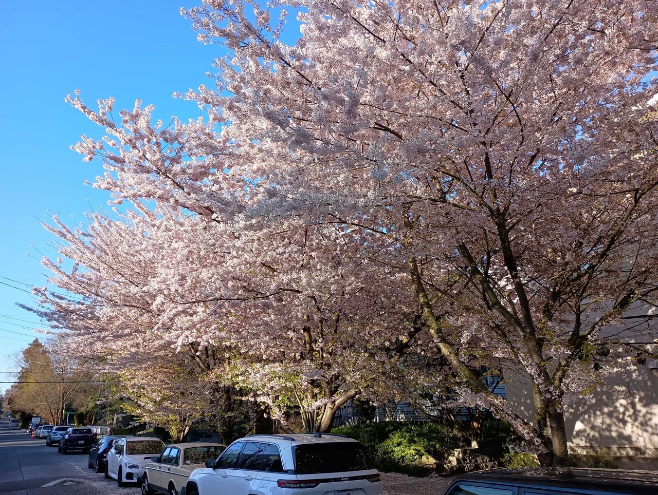 Cherry blossom trees
