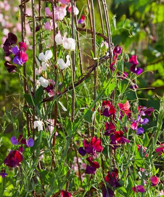 colorful sweet peas growing up a plant support