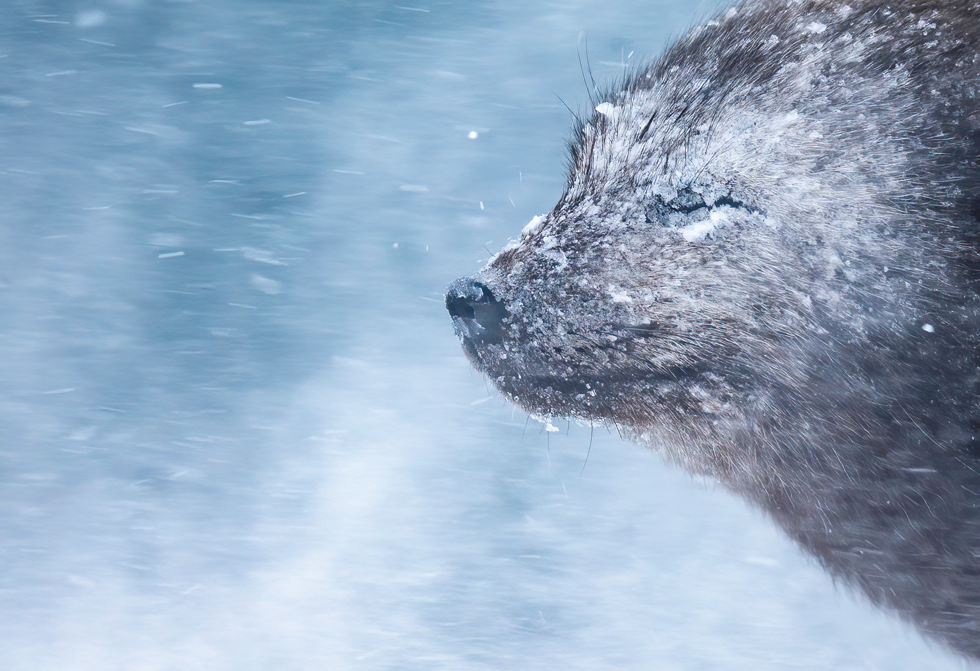 Close-up of a snow-covered otter nose and face in a snowy, windy environment with blurred falling snowflakes