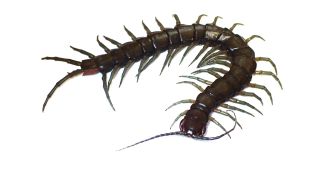 The amphibious Scolopendra alcyona lives near streambeds in the forests of the Ryukyu Islands in Japan.