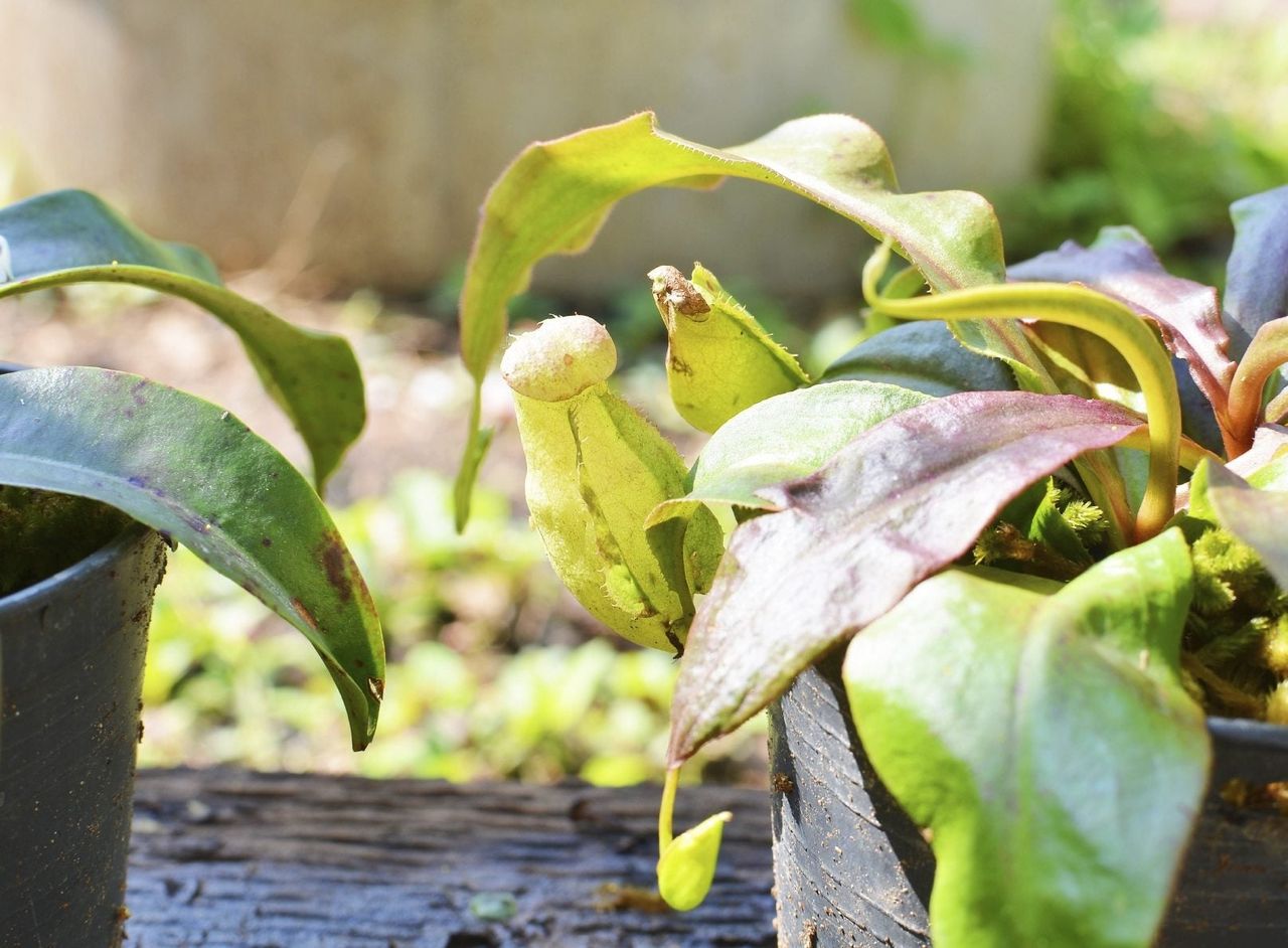 Individually Potted Pitcher Plants