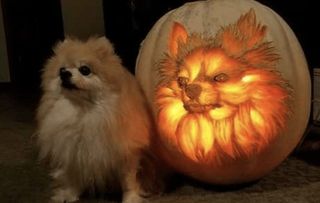 dog pumpkin
