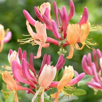 Honeysuckle 'American Beauty' at Gardening Express