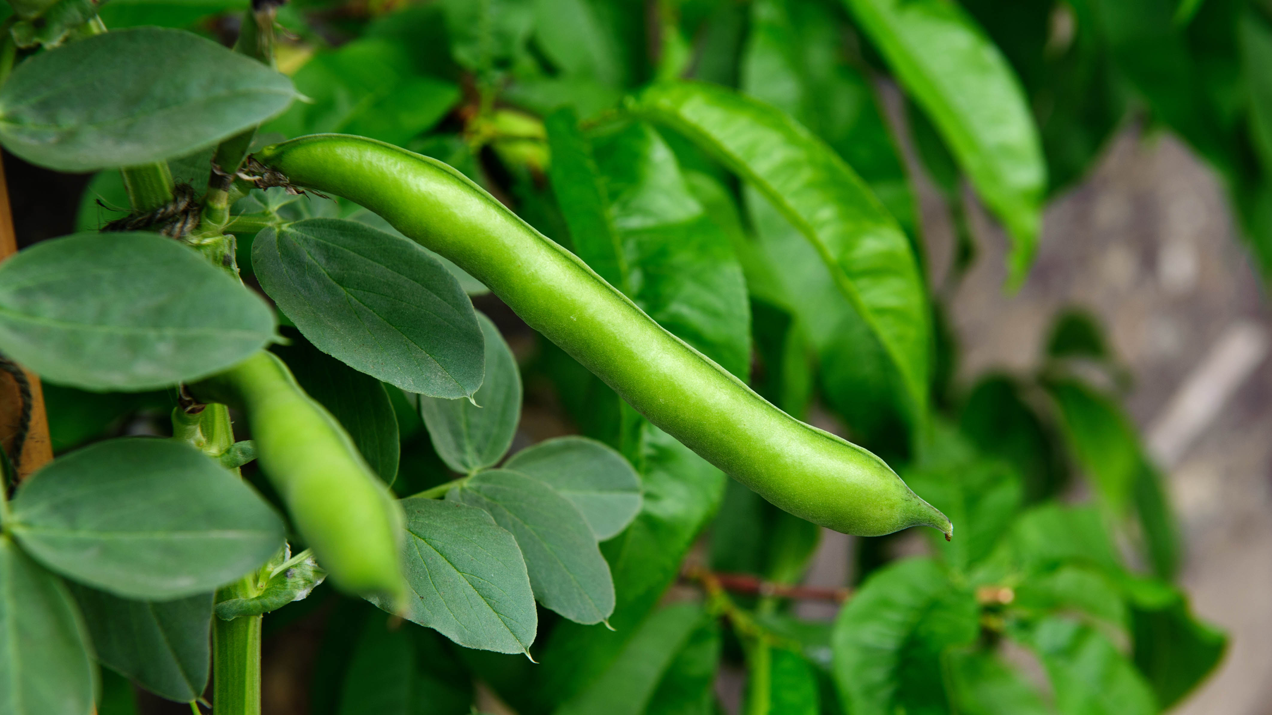 Broad beans