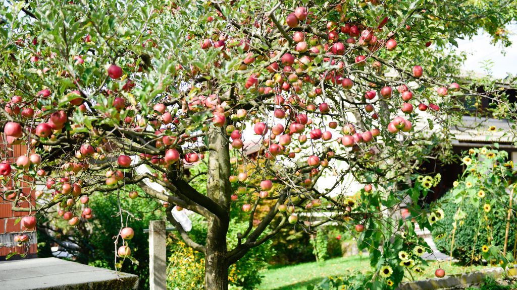 apple tree surrounded by sunflowers and other plants in backyard