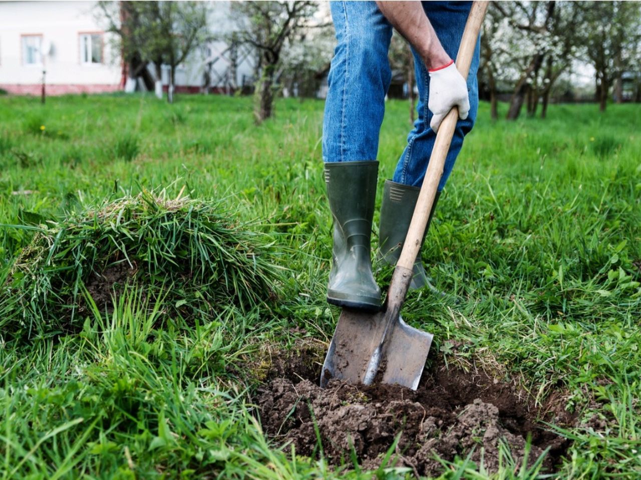 Person Digging Up Grass In The Yard