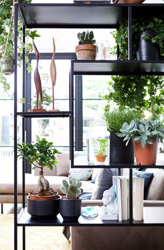 styling shelves: living room with black toned shelves styled with houseplants by cuckooland