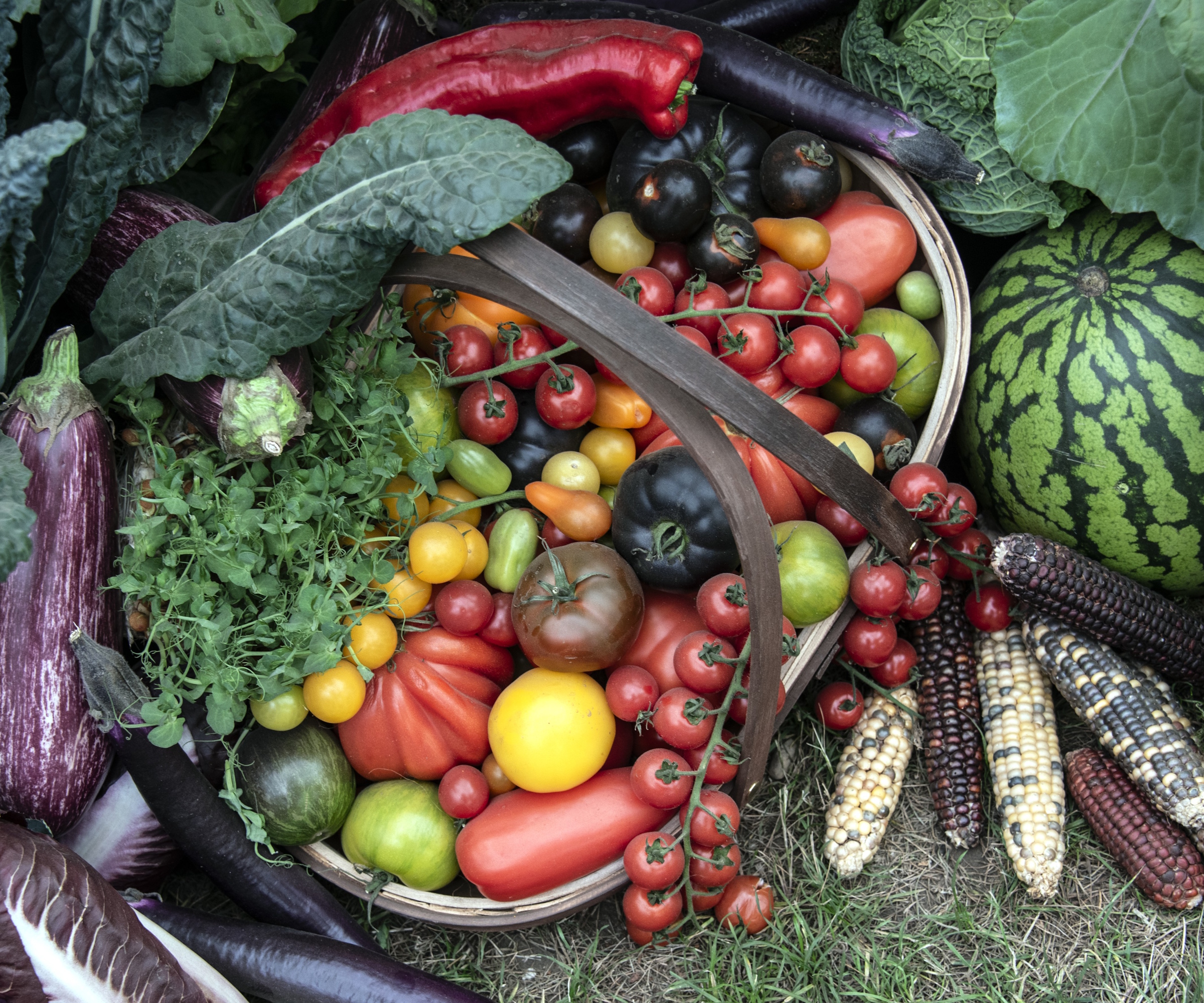 Wooden basket full of colourful tomatoes, watermelons, corn and other crops at the RHS Chelsea Flower Show 2025