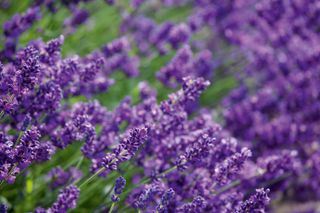 Traditional plant lavender