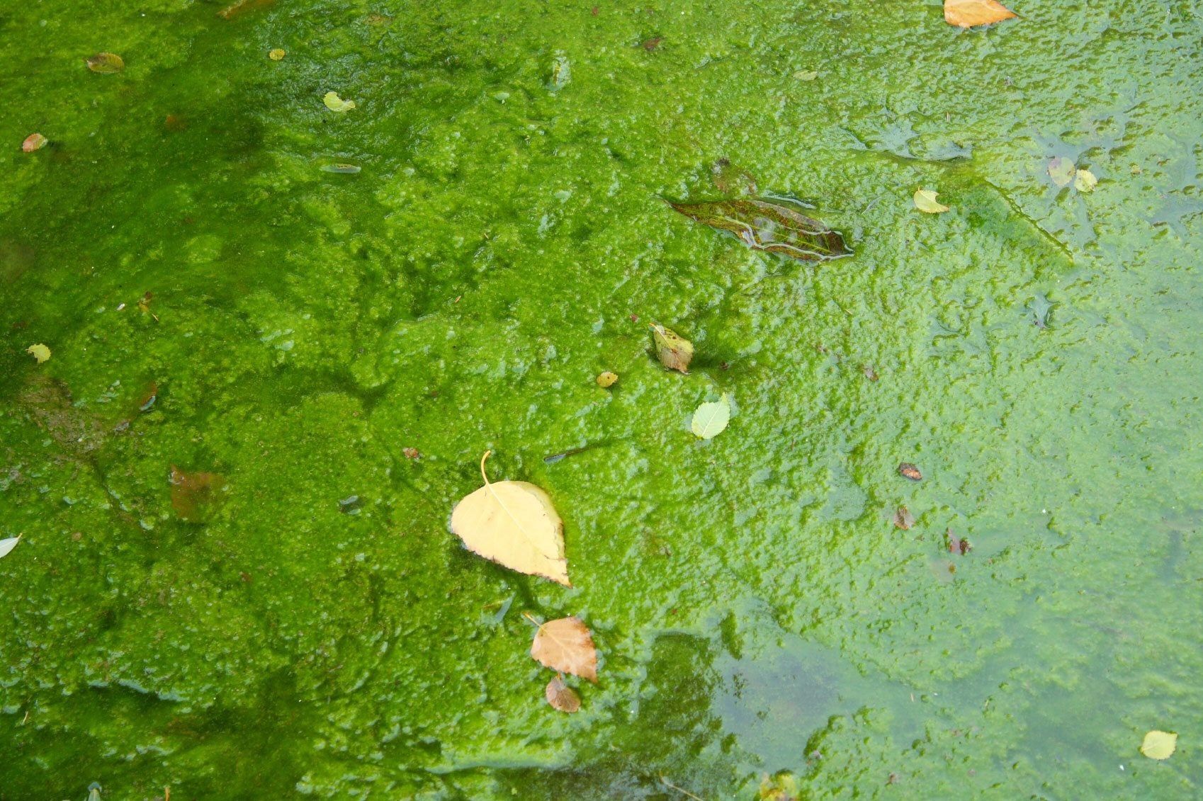 Pond Scum Uses In The Garden - Composting Algae From Ponds | Gardening