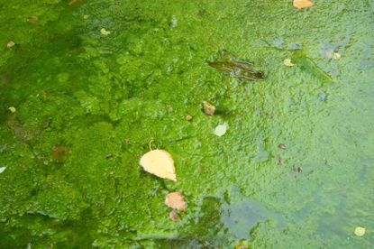 Pond Covered With Algae