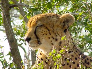 A cheetah in a tree in Kruger National Park, South Africa.