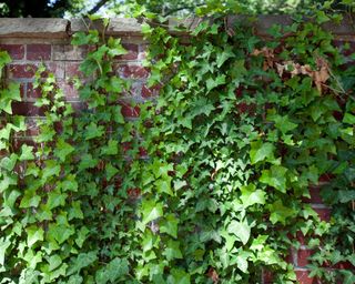 ivy growing on wall