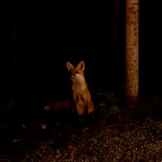 Fox In Low Light