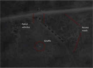 Infrared video collected by a Falcon UAV unpiloted aircraft reveals access roads, patrol vehicles with warm engines and a warm bodied giraffe in pitch black.