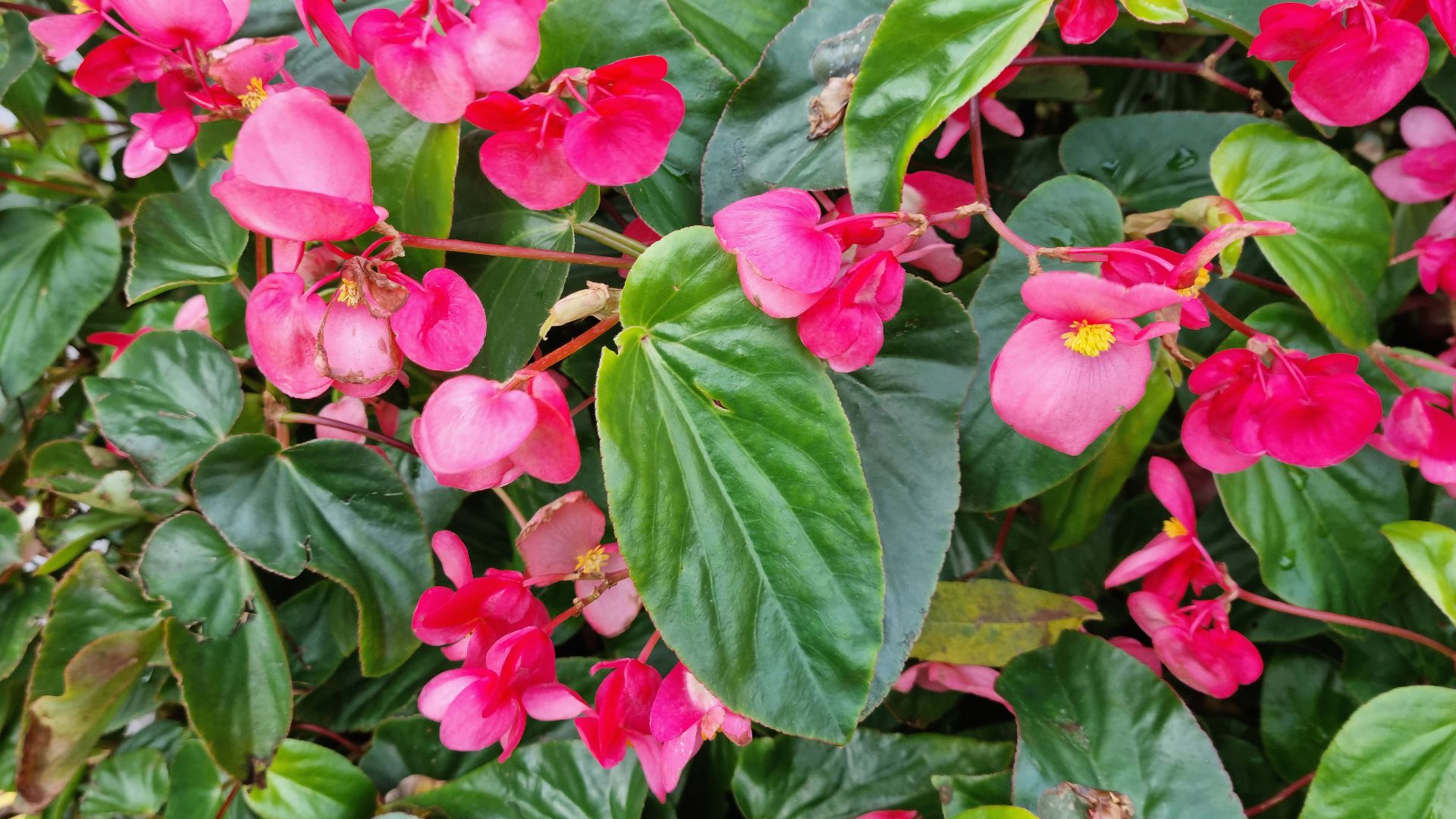 red wax begonia flowers