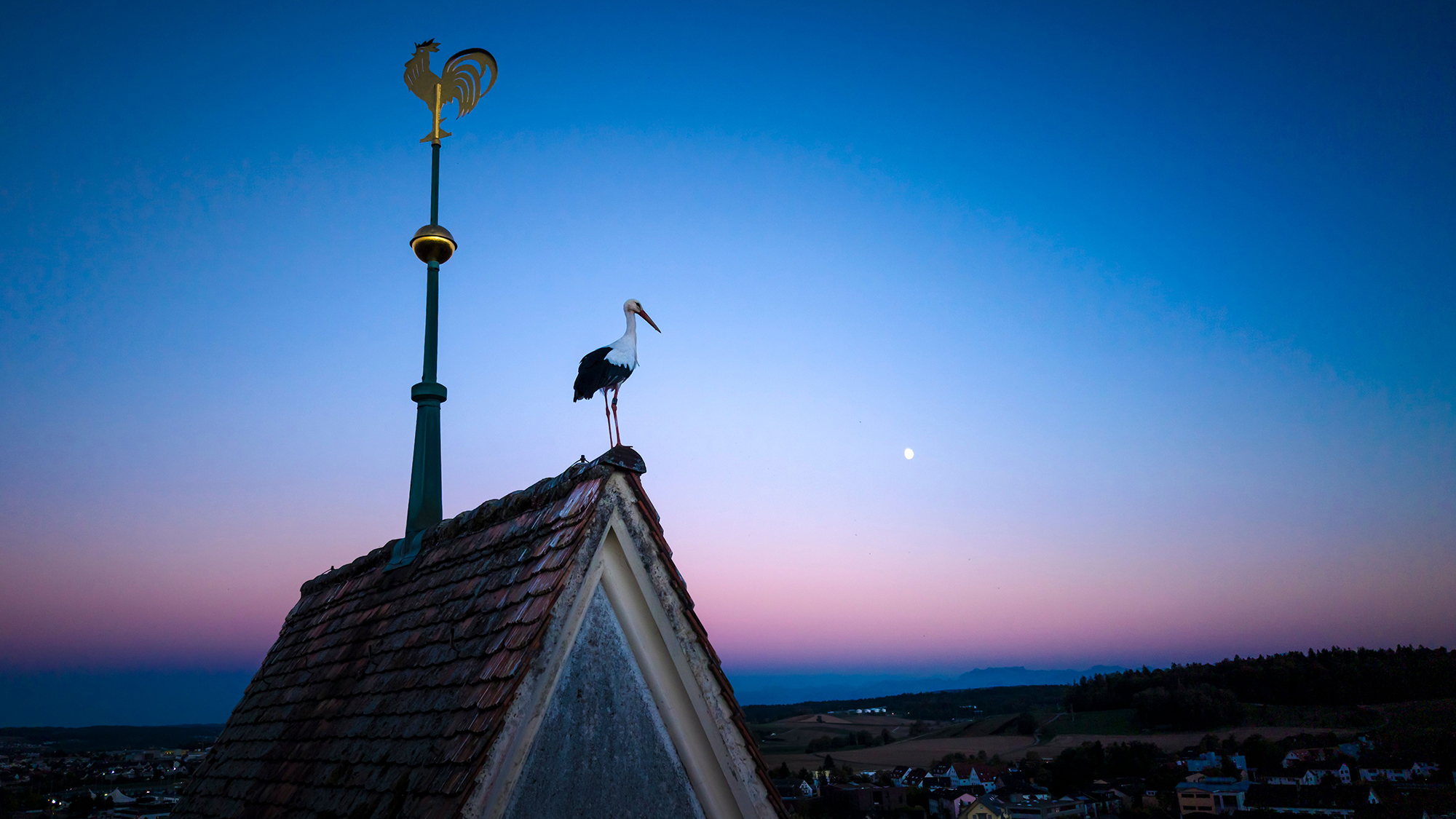 A white stork stands on the roof of a church as the moon rises over Dielsdorf, Switzerland