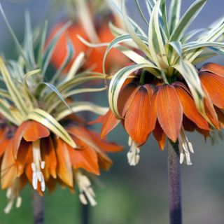 Crown Imperial, Fritillaria imperialis Aureomarginata april flowers