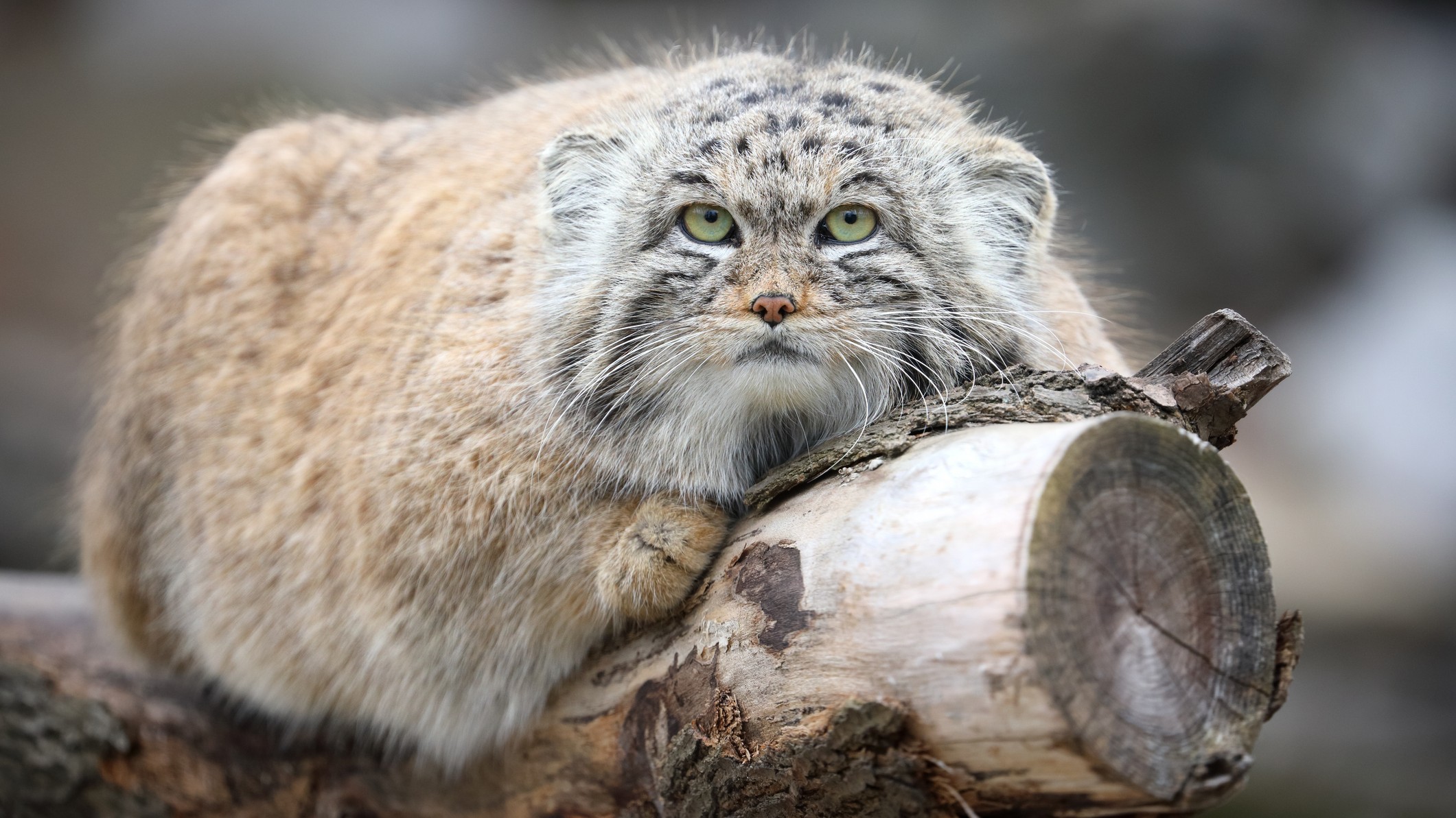 O pisică a lui Pallas întinsă pe o ramură de copac într -o grădină zoologică.