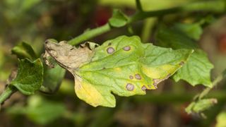 Signs of late tomato blight on a tomato plant leaf
