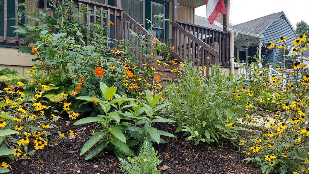 Front yard no-till garden in late summer full of blooming black-eyed Susans, Mexican sunflowers, and milkweed..