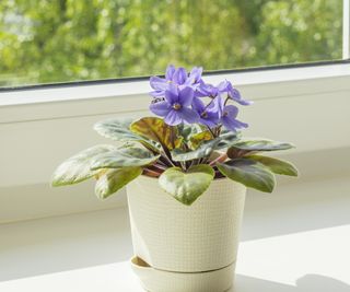 African violets on windowsill