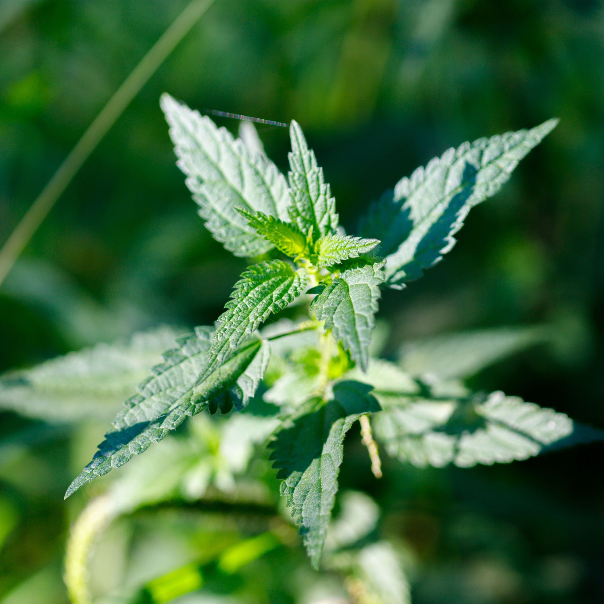 Nettles in garden