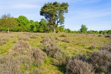 More than just trees: There are still areas of open heathland within Sherwood Forest.