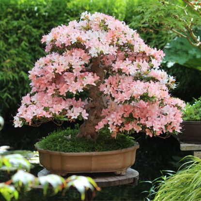 Image of a Satsuki Azalea Bonsai Tree, Variety 'Nikko' in oriental garden with koi carp pond