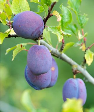 Damson 'Prune Damson'