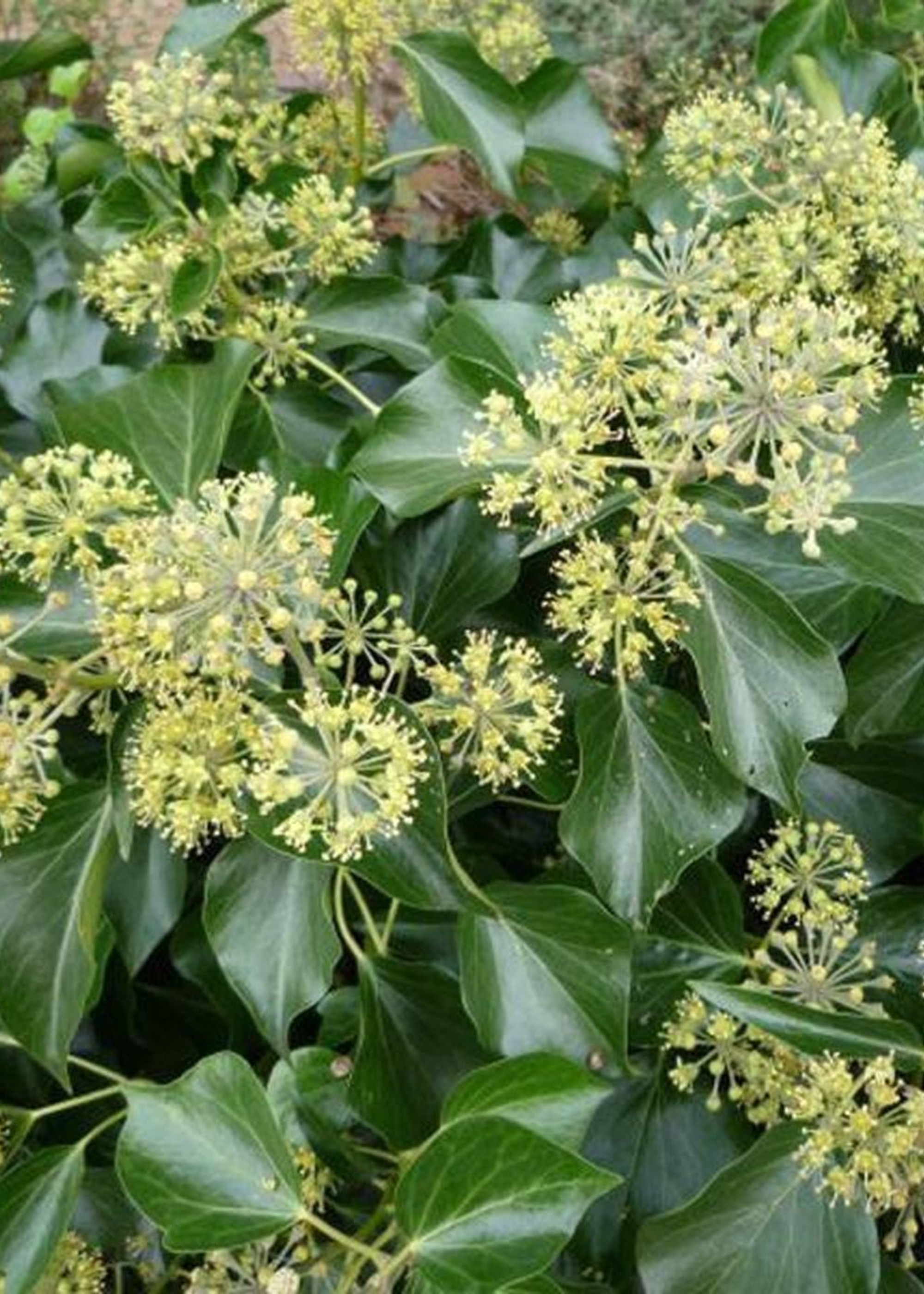 A close-up of an ivy tree