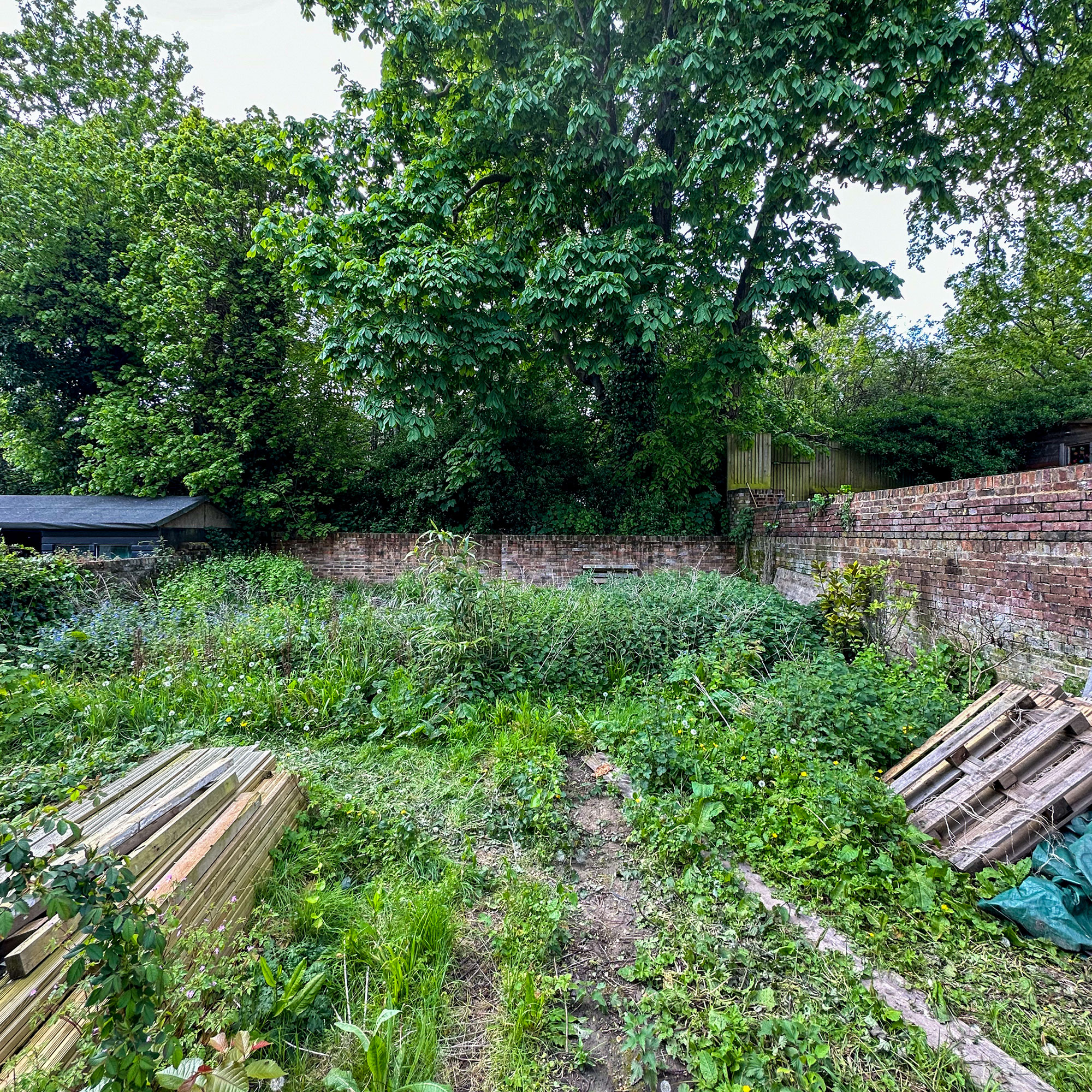 Overgrown garden with weeds and piles of wood with brick wall surround